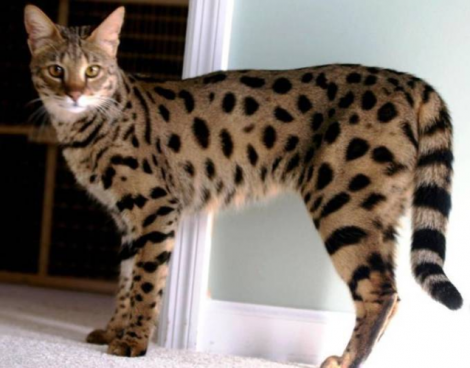 Brangiausios pasaulio katės – eksperimentai su laukine gamta - Žurnalas ZOO